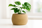 Knotted Sculptural Accent Vase, Japandi Table Decor, Nodo